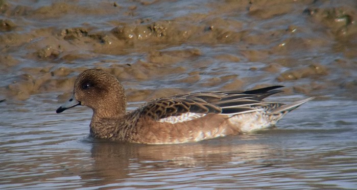 Wigeon