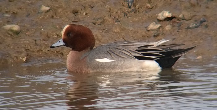 Wigeon