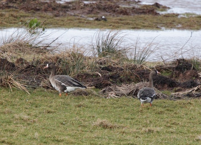 Eurasian White-fronted Goose