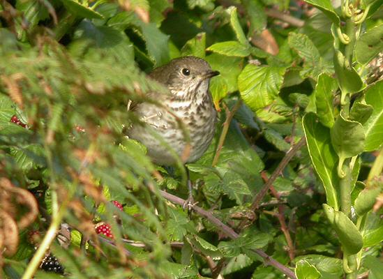Grey-cheeked Thrush