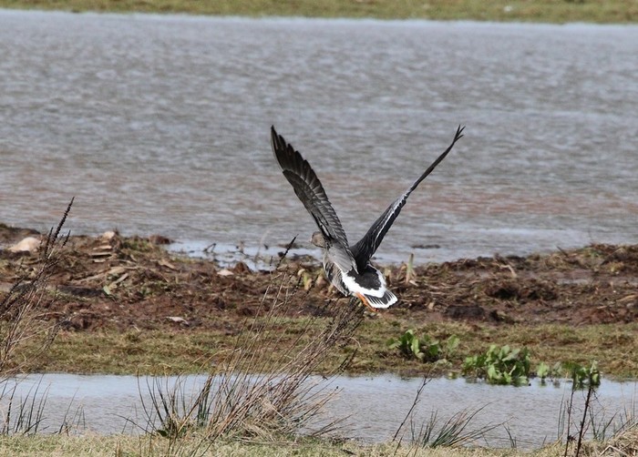 Eurasian White-fronted Goose