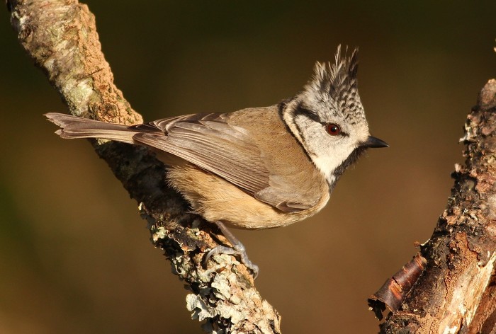 Crested Tit