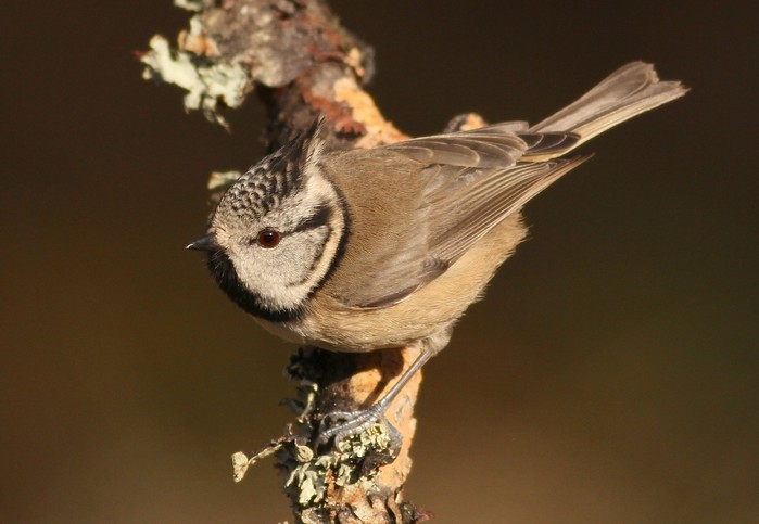Crested Tit