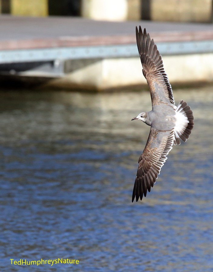 Laughing gull