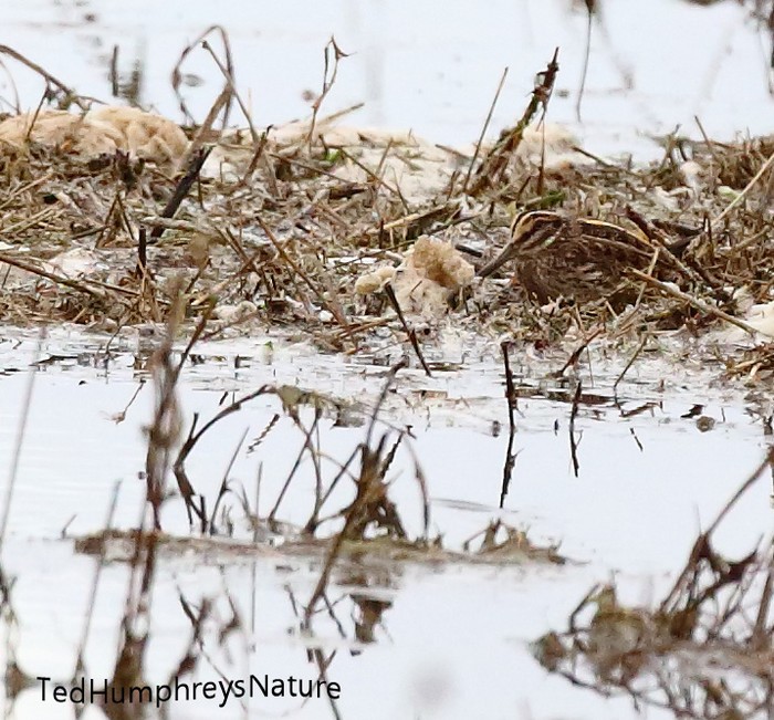 Jack snipe