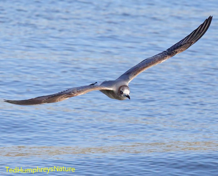 Laughing gull