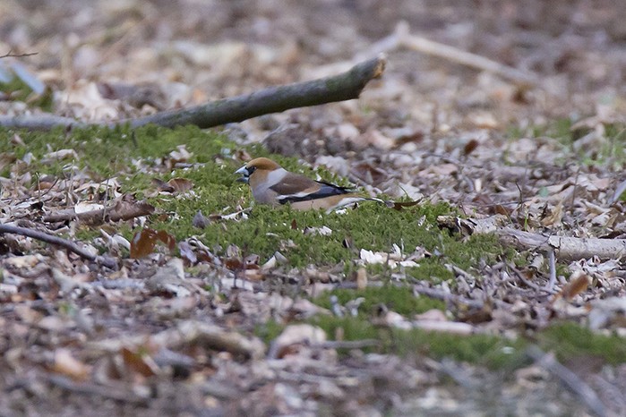 Hawfinch