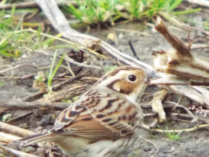 Little bunting