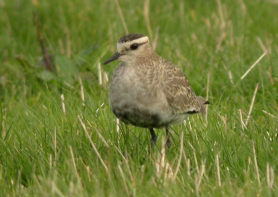 Sociable Plover