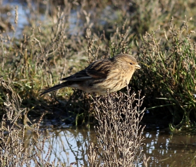 Twite