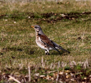 Fieldfare