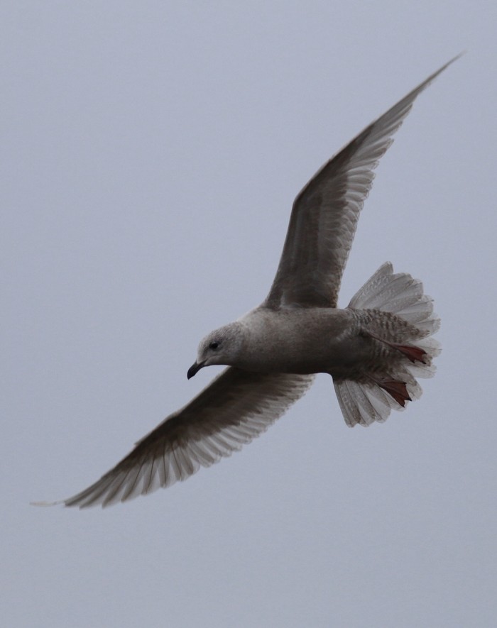 Iceland Gull