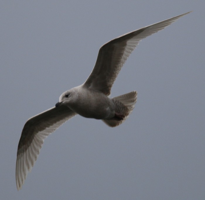 Iceland Gull