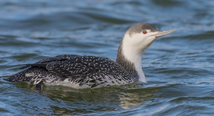 Red-throated Diver