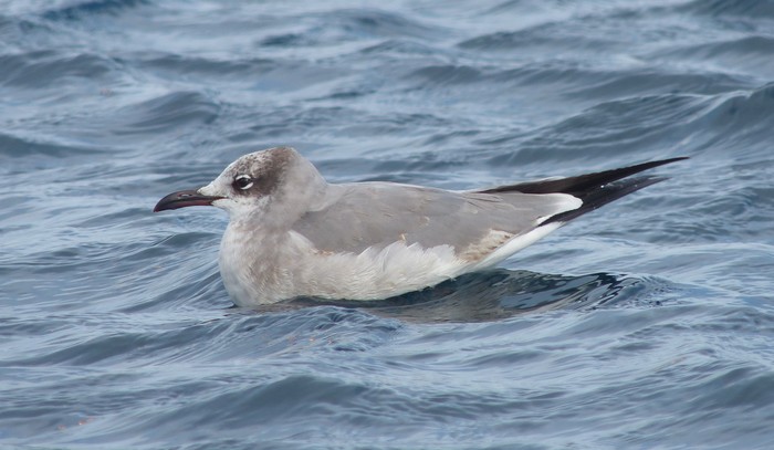 Laughing Gull