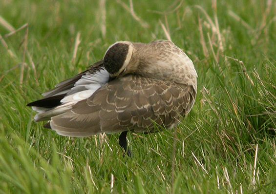Sociable Plover