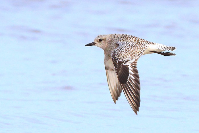 Grey Plover