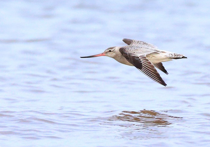 Bar-tailed Godwit