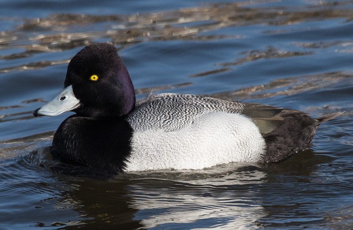 Lesser Scaup
