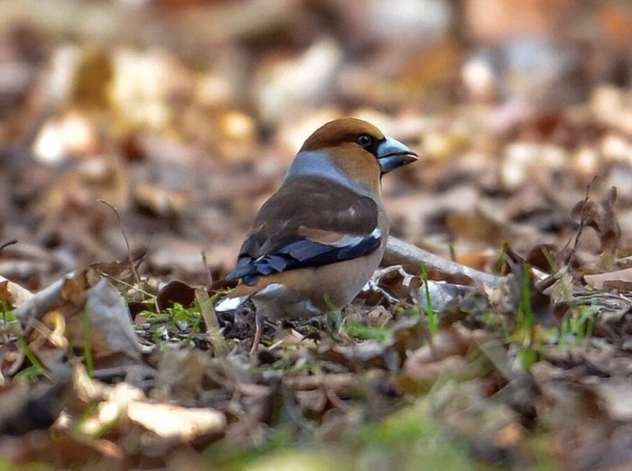 Hawfinch