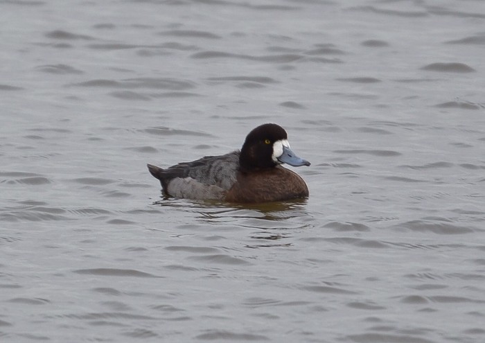 Scaup