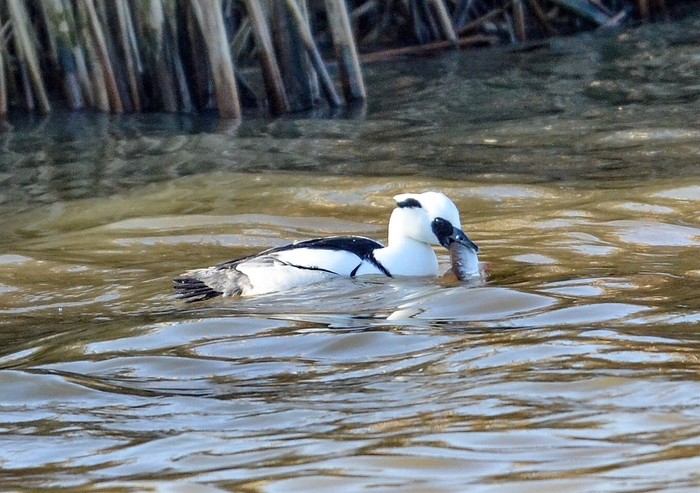 Smew