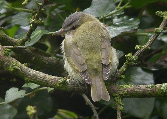 Red-eyed Vireo