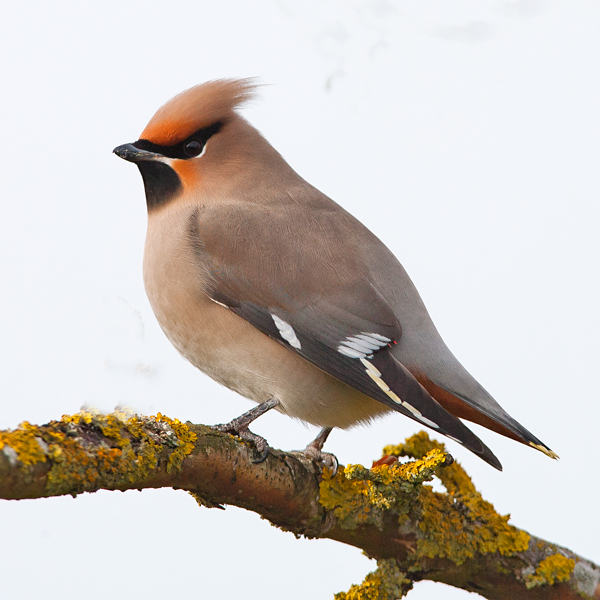 Waxwing