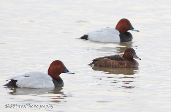 Ferruginous Duck
