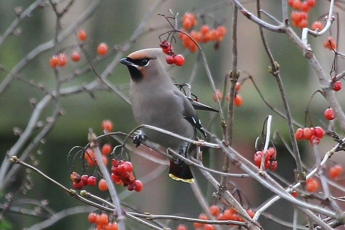 Waxwing