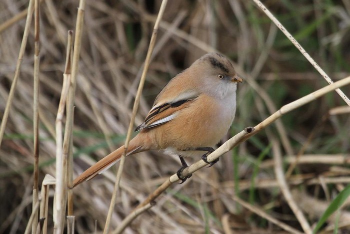 Bearded Tit