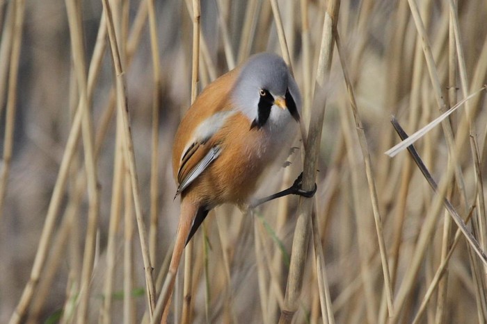 Bearded Tit