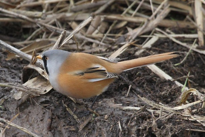 Bearded Tit