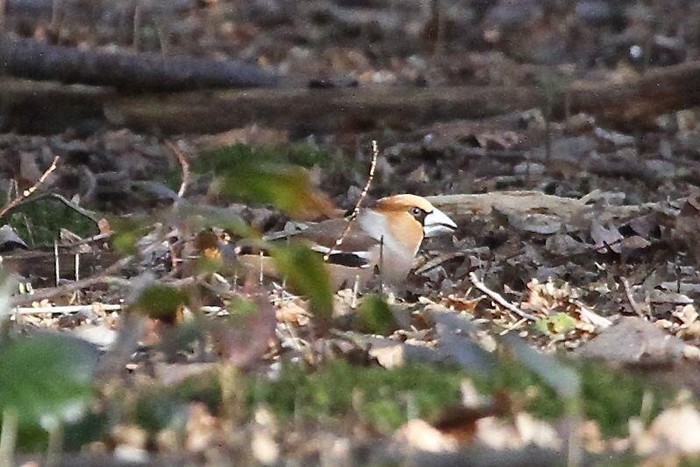 Hawfinch