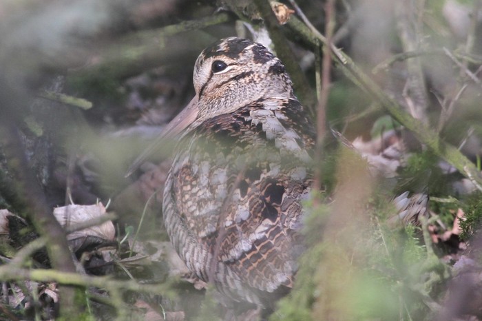 Woodcock