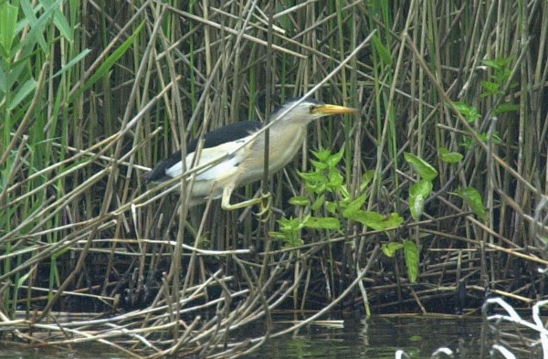 Little Bittern