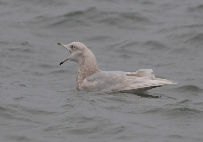 Iceland Gull
