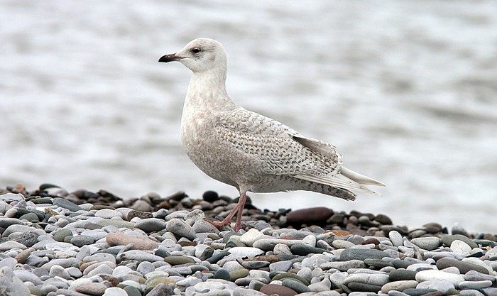 Iceland Gull