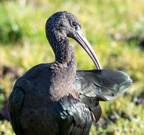 Glossy Ibis
