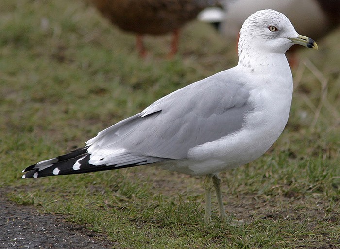Ring-billed Gull