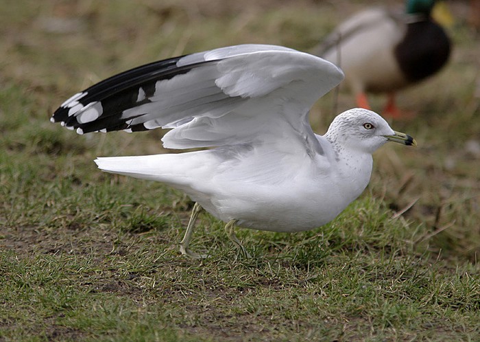 Ring-billed Gull
