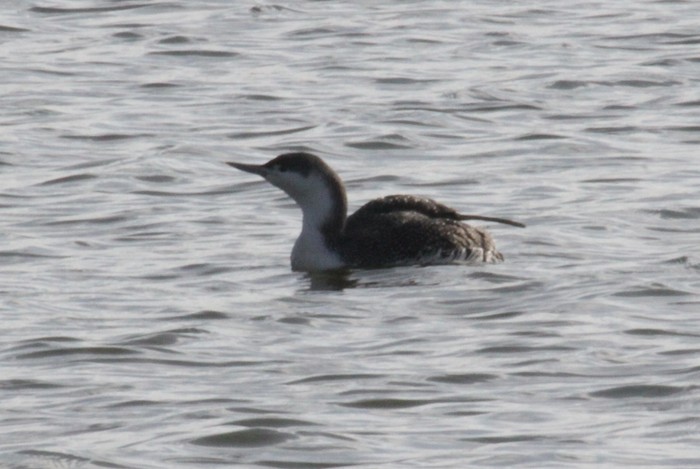 Red-throated Diver
