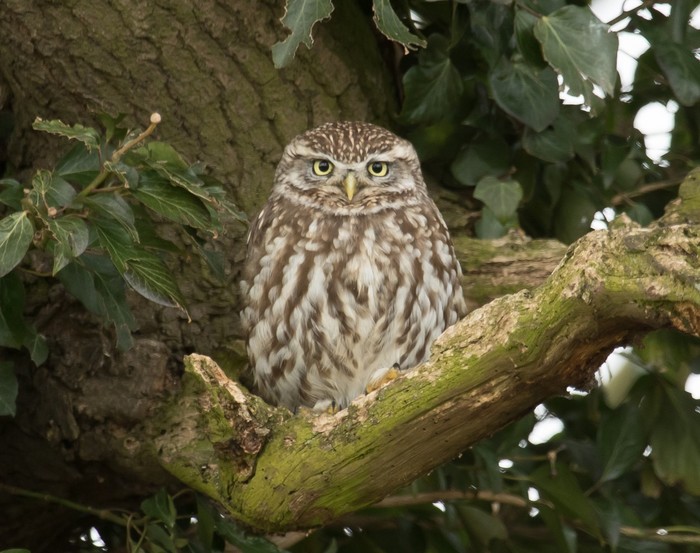 Little Owl