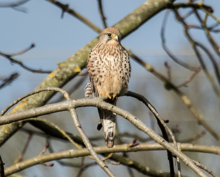 Kestrel