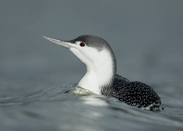 Red-throated Diver