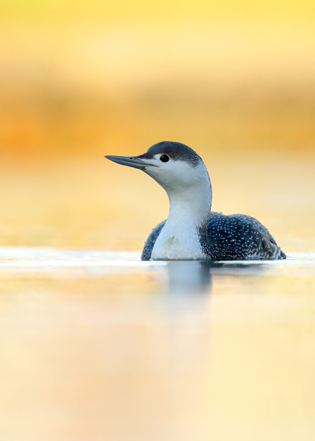 Red-throated Diver