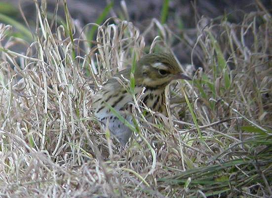 Olive-backed Pipit