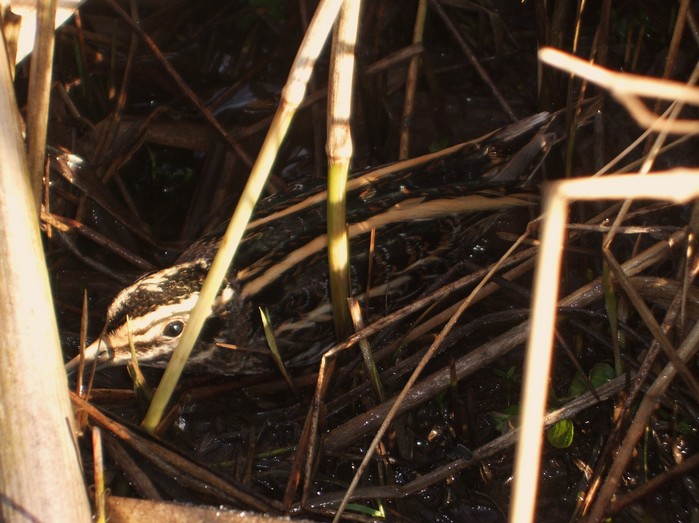 Jack Snipe