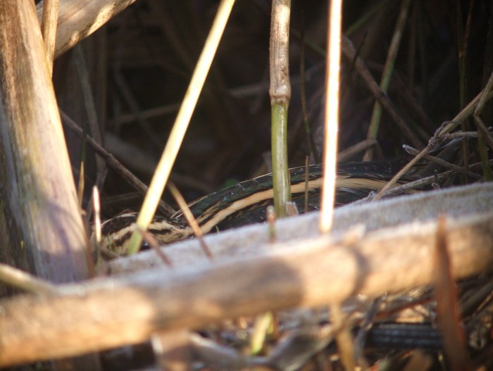 Jack Snipe