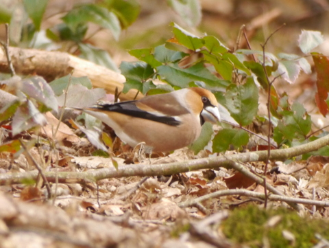 Hawfinch